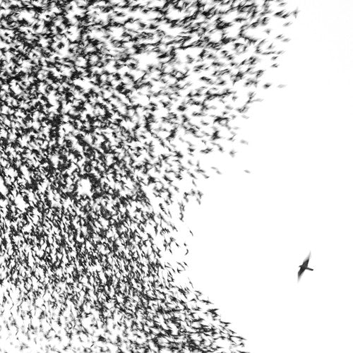 Wilco, "Sky Blue Sky" (180 Gram)